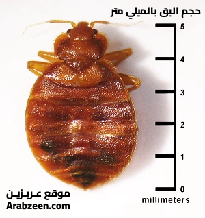 حجم حشرة البق بالميلليمتر