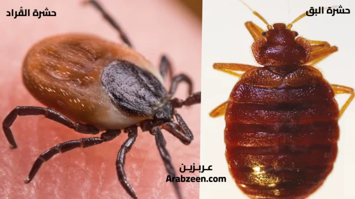مقارنة صورةتين بين حشرة البق وحشرة القُراد